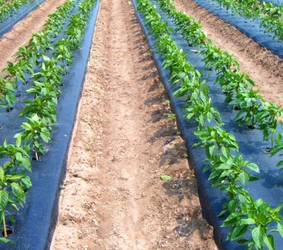  نشاره الزراعیه _ Mulch Film _​​​​​​​ ​​​​​​Agricultural mulch 